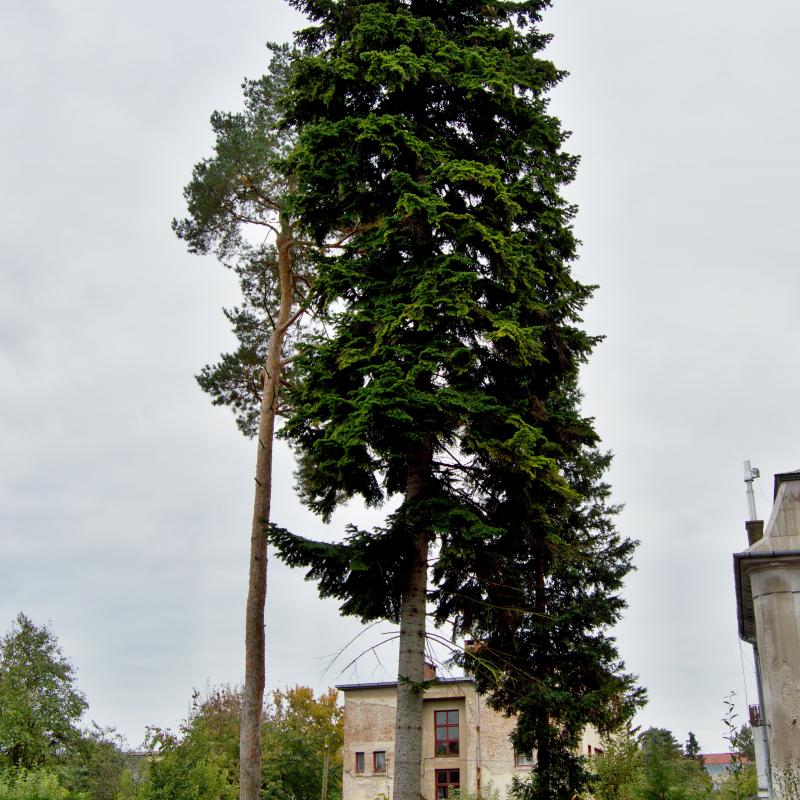 Zachráněné stromy na Wellnerově ulici
